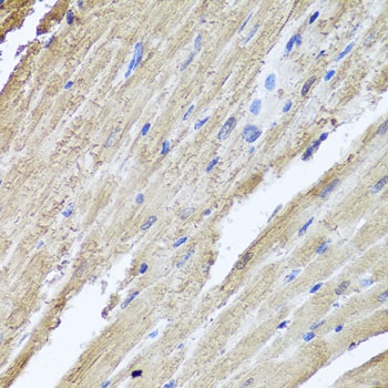 PIK3C2A Antibody