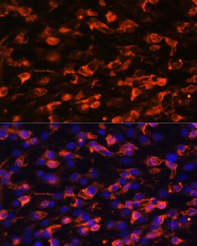 PIK3C2A Antibody