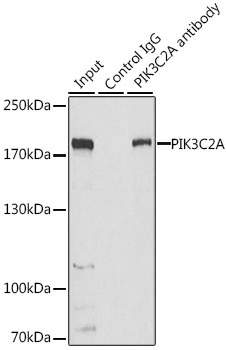 PIK3C2A Antibody