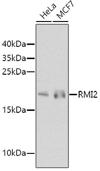 RMI2 Antibody