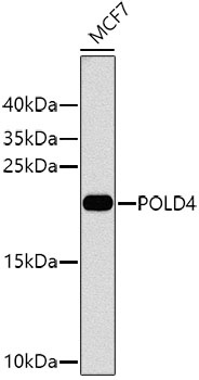 POLD4 Antibody
