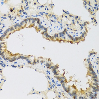FAM20A Antibody