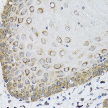 FAM20A Antibody