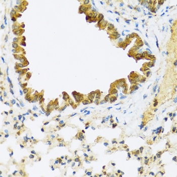 FAM20A Antibody