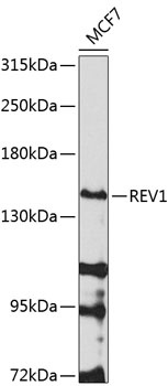 REV1 Antibody