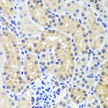 INADL Antibody