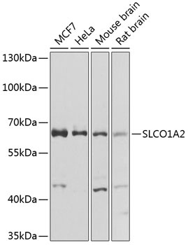 SLCO1A2 Antibody