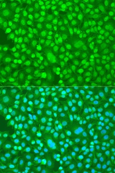 PER1 Antibody