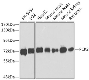 PCK2 Antibody