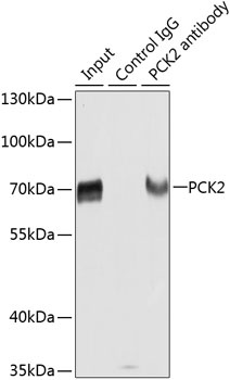 PCK2 Antibody