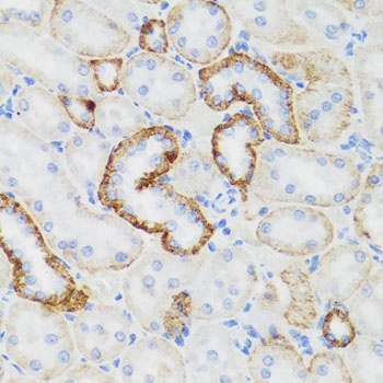 NEFH Antibody