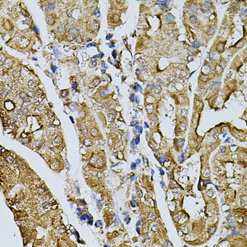 MYL1 Antibody