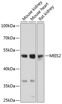 MEIS2 Antibody