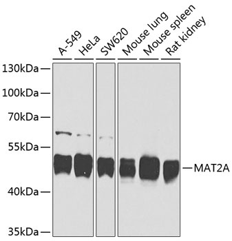 MAT2A Antibody