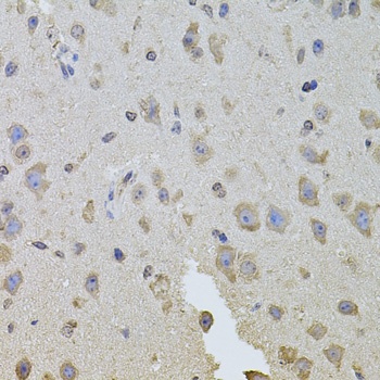 ITGB8 Antibody