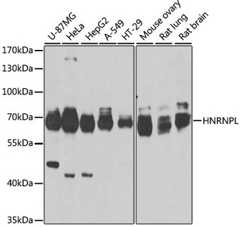 HNRNPL Antibody