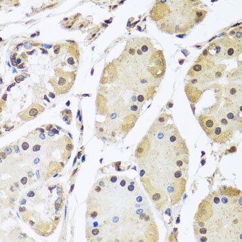 HNRNPL Antibody