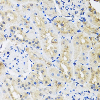 HNRNPL Antibody