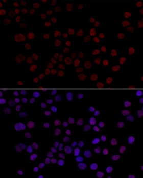 HNRNPL Antibody