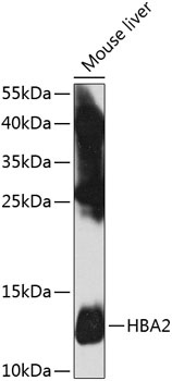 HBA2 Antibody