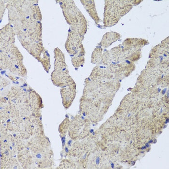 HBA2 Antibody