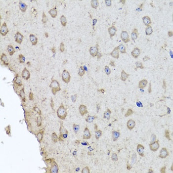 HBA2 Antibody