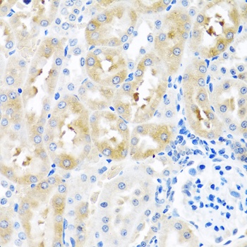 GNRH2 Antibody