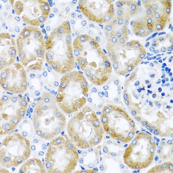 GNRH2 Antibody