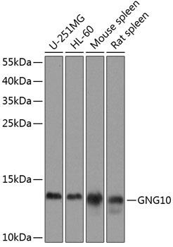 GNG10 Antibody