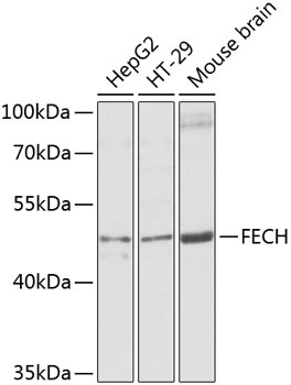 FECH Antibody