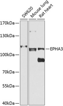 EPHA3 Antibody
