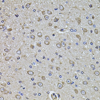 EPHA3 Antibody