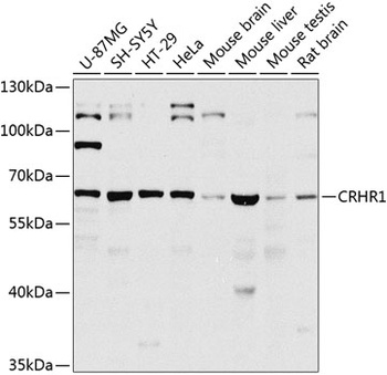 CRHR1 Antibody