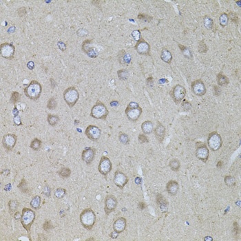 CRHR1 Antibody