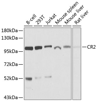 CR2 Antibody