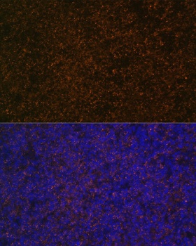CR2 Antibody