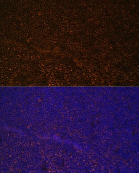 CR2 Antibody