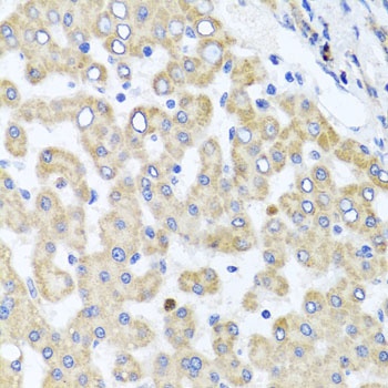 RAB24 Antibody