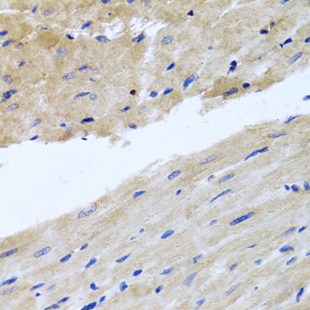 RAB24 Antibody