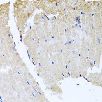 RAB24 Antibody