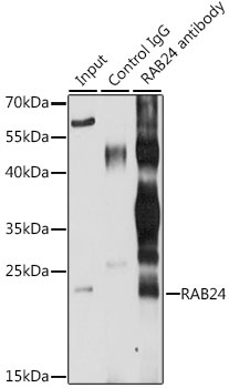 RAB24 Antibody