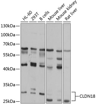 CLDN18 Antibody
