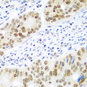 MDC1 Antibody