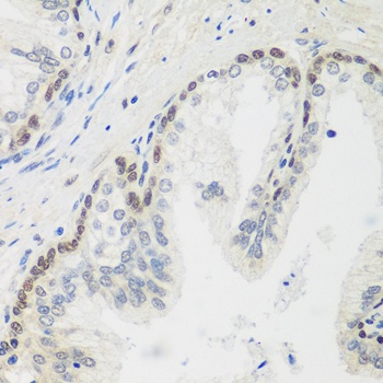 MDC1 Antibody