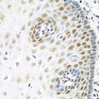 MDC1 Antibody