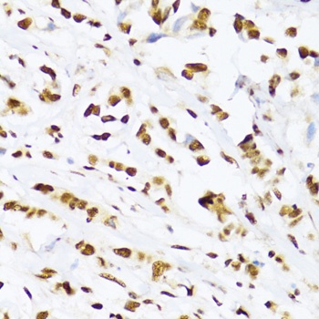 MDC1 Antibody