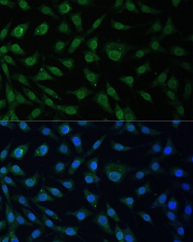 NUP214 Antibody