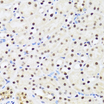 DDX39B Antibody