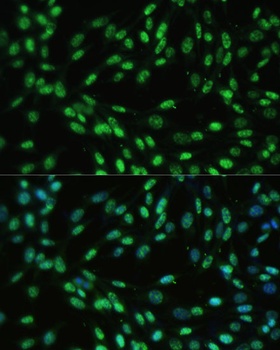 DDX39B Antibody