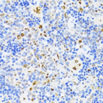 DDX39B Antibody